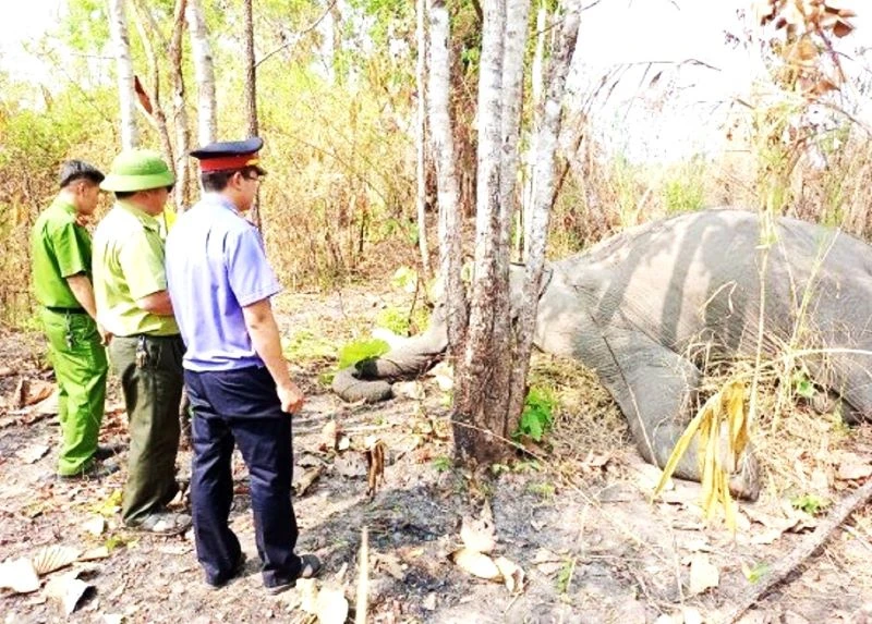 Voi H’Pul chết vào khoảng 17 giờ ngày 23/3 tại khu vực rừng thuộc quản lý của Khu du lịch sinh thái Bản Đôn-Ánh Dương.