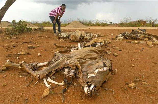 Gia súc bị chết do hạn hán kéo dài tại Oromia, nam Ethiopia, ngày 16/3/2023. (Ảnh: Kyodo/TTXVN)