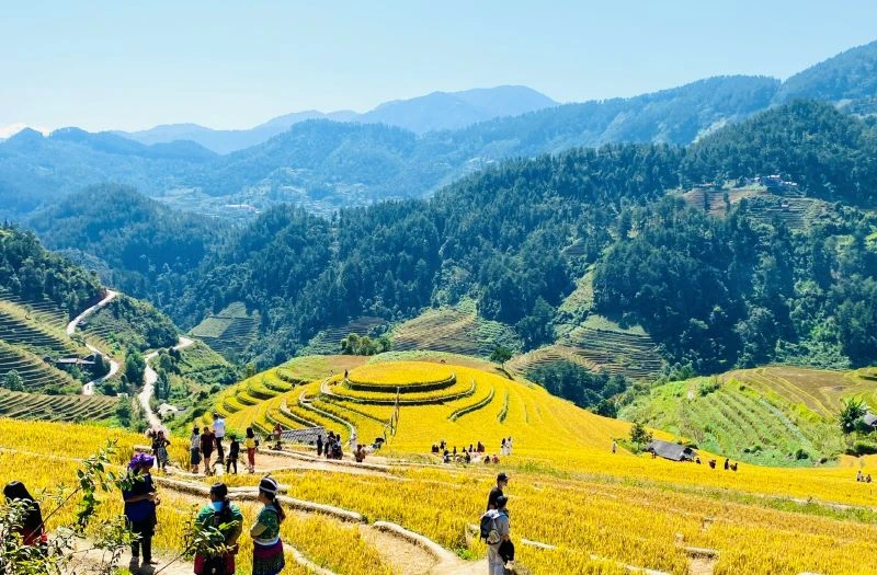 Điểm đến đồi mâm xôi thuộc danh thắng ruộng bậc thang Mù Cang Chải (Yên Bái) luôn hấp dẫn du khách mùa lúa chín. (Ảnh: Sơn Giang)
