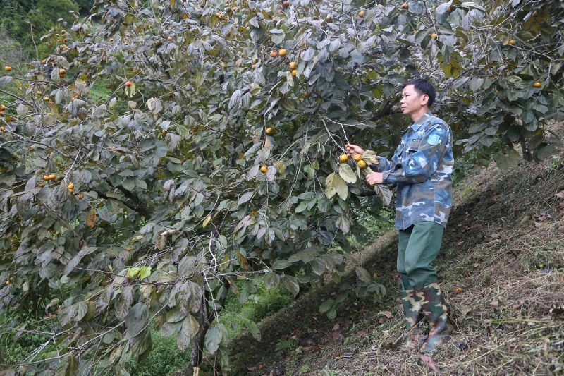 Mô hình trồng hồng không hạt của anh Vi Hoàng Sơn, thôn Bó Lếch, xã Hiệp Lực, huyện Ngân Sơn là một điển hình trong phong trào sản xuất, kinh doanh giỏi. (Ảnh: NGỌC TÚ)