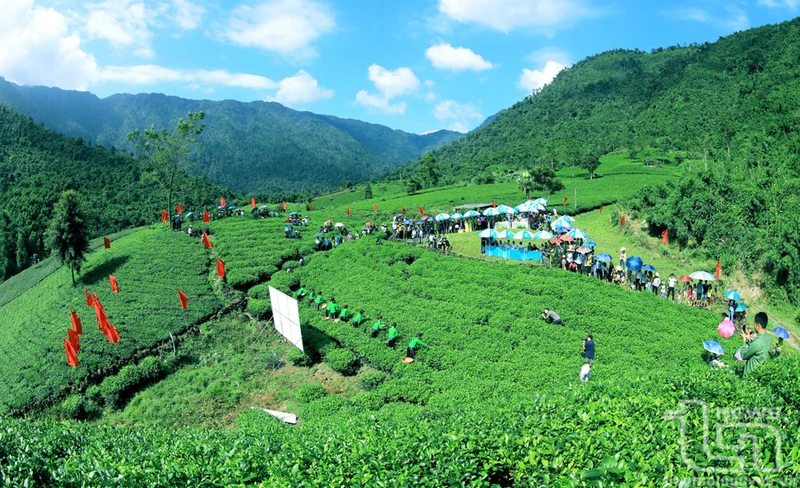Trên một nương chè đẹp.