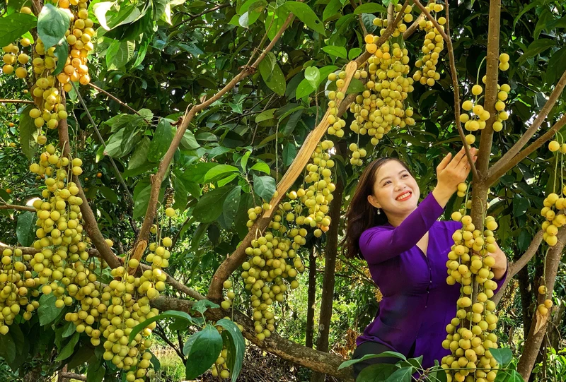Ảnh minh họa.