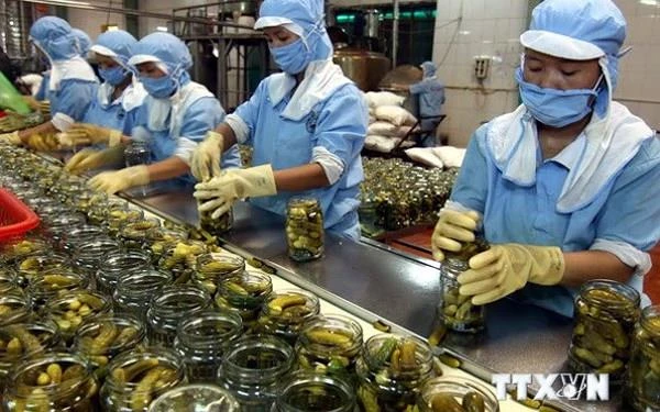 Chế biến rau củ phục vụ xuất khẩu. (Ảnh: TTXVN)