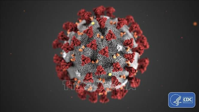 Hình ảnh do Trung tâm phòng ngừa và kiểm soát dịch bệnh Mỹ (CDC) cho thấy hình thái cấu tạo của virus corona chủng mới Covid-19 gây dịch viêm đường hô hấp cấp. (Ảnh minh họa: THX/TTXVN)