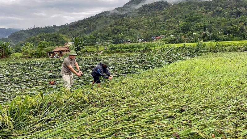 Mưa lớn kèm dông khiến nhiều diện tích lúa và ngô của người dân tại huyện Lâm Bình, tỉnh Tuyên Quang bị gẫy đổ.