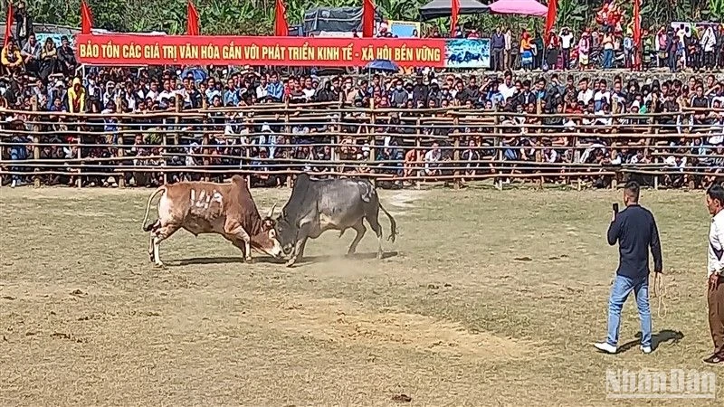 Một trận chọi bò kịch tính, cân tài, cân sức.