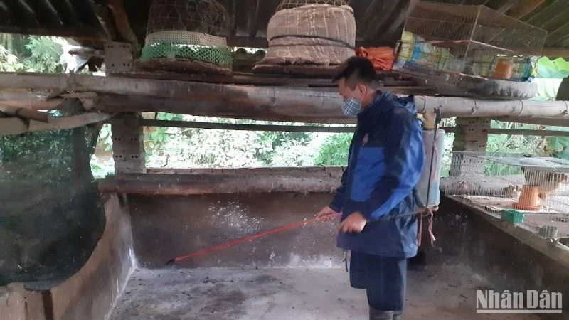 Hộ chăn nuôi ở thành phố Cao Bằng phun thuốc tiêu độc, khử trùng chuồng trại sau khi gia súc bị thiệt hại do dịch tả lợn châu Phi. 