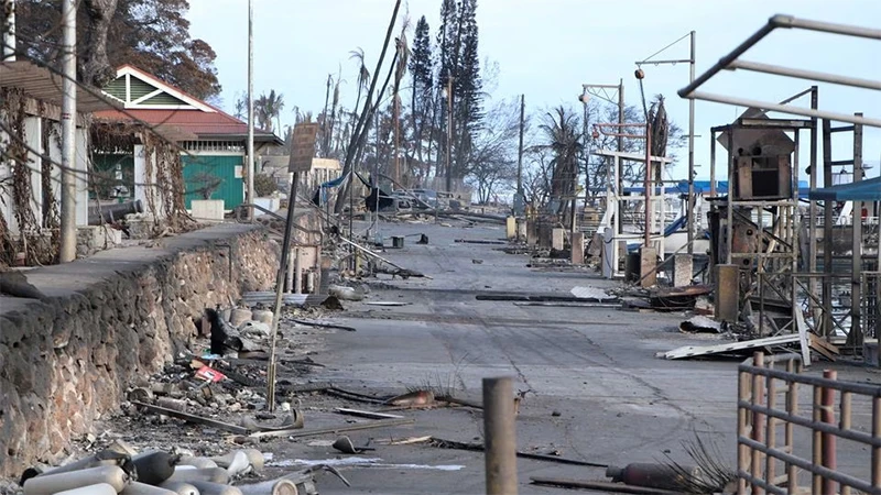 Một số cây có thể đứng vững hoặc chịu ít ảnh hưởng của đám cháy. (Ảnh: Reuters)