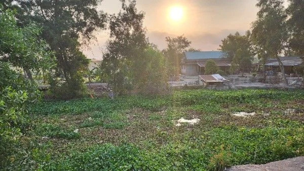 Người dân diệt lục bình gây ra ô nhiễm nguồn nước tại thị trấn Mỹ Phước, huyện Tân Phước. 