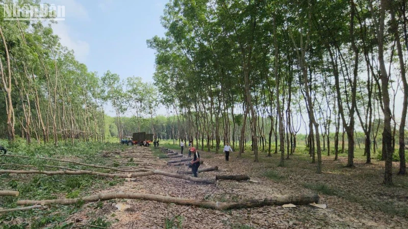 Bình Phước triển khai giải phóng mặt bằng. 