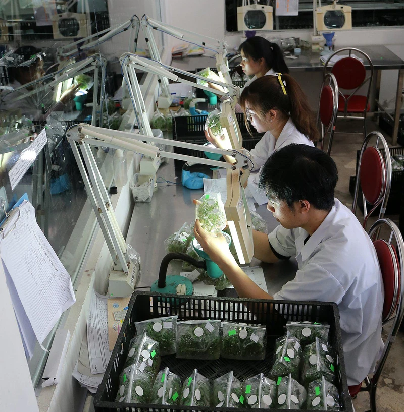 Công nhân Công ty cổ phần Công nghệ sinh học Rừng hoa Đà Lạt nuôi cấy mô các giống hoa xuất khẩu. Ảnh: TRẦN GIANG