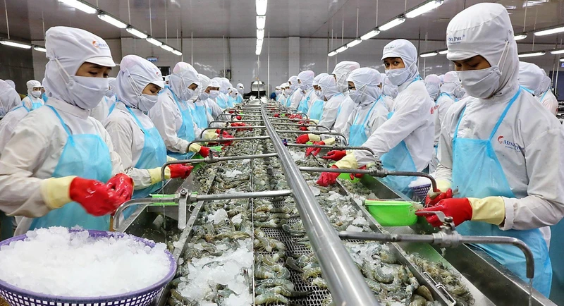 Xuất khẩu tôm năm 2022 dự kiến đạt mức 4,3 tỷ USD. Ảnh: TTXVN 
