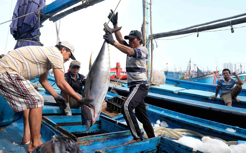 Tàu đánh bắt cá ngừ đại dương cập cảng Hòn Rớ (TP Nha Trang- Khánh Hòa). Ảnh: Nguyễn Dũng