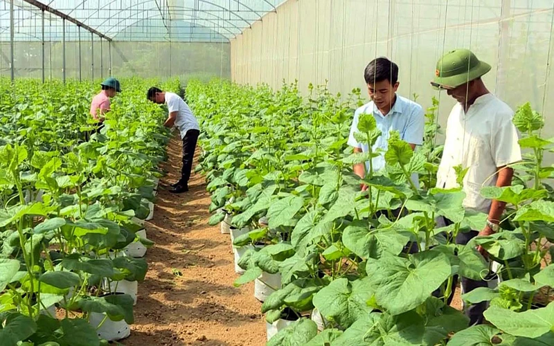 Mô hình trồng dưa vàng Kim Hoàng Hậu trong nhà lưới tại thôn Bái Xuân, xã Vĩnh Phúc, huyện Vĩnh Lộc (Thanh Hóa) mang lại hiệu quả kinh tế cao cho người dân. (Ảnh Quang Phú)
