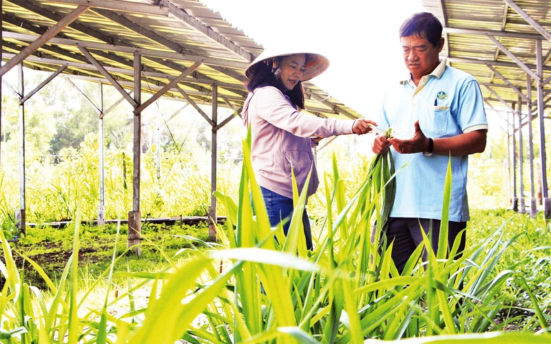 Trồng cỏ voi làm thức ăn cho bò.