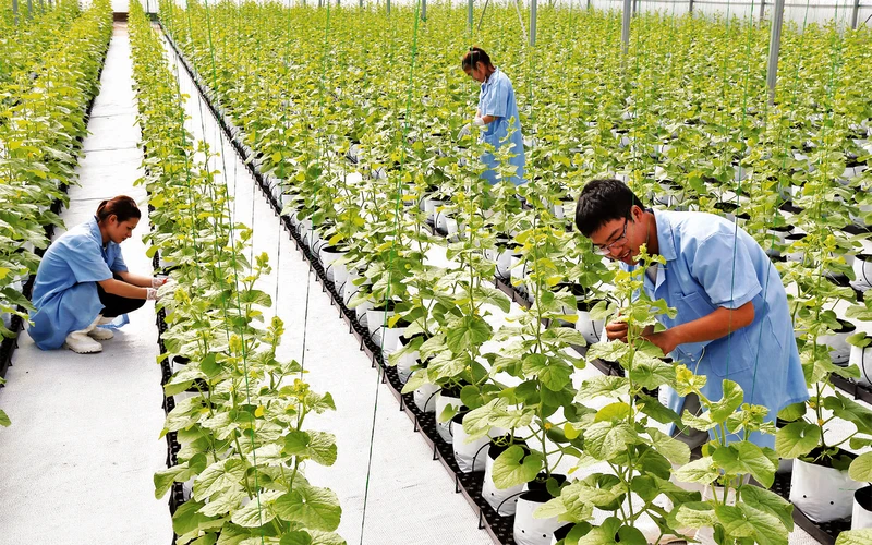 Mô hình sản xuất dưa lưới trong nhà kính công nghệ cao tại huyện Lý Nhân (Hà Nam).