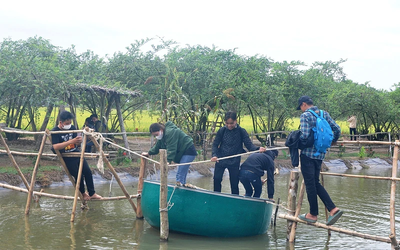 Vườn táo của ông Trần Văn Hồi (xã Tân Thành, huyện Gò Công Đông) là điểm du lịch hấp dẫn du khách.