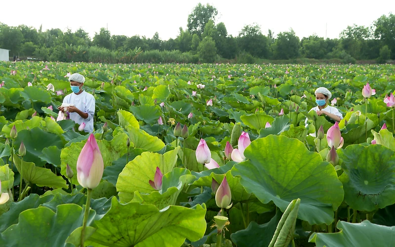 Cây sen ở huyện Tháp Mười, tỉnh Ðồng Tháp được trồng góp phần phát triển kinh tế nông nghiệp, tăng thu nhập cho người dân.