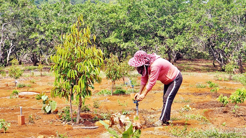 Theo quy hoạch, đến năm 2025, Ðắk Nông phát triển 5.000 ha sầu riêng, nhưng hiện đã lên tới khoảng 6.500 ha.