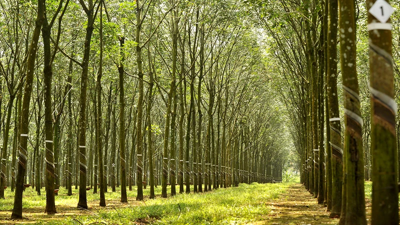 Cao-su, một trong các sản phẩm hàng hóa bị kiểm soát chặt chẽ khi xuất khẩu vào thị trường EU.