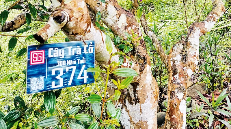 Một cây chè Shan tuyết cổ thụ được bảo tồn.