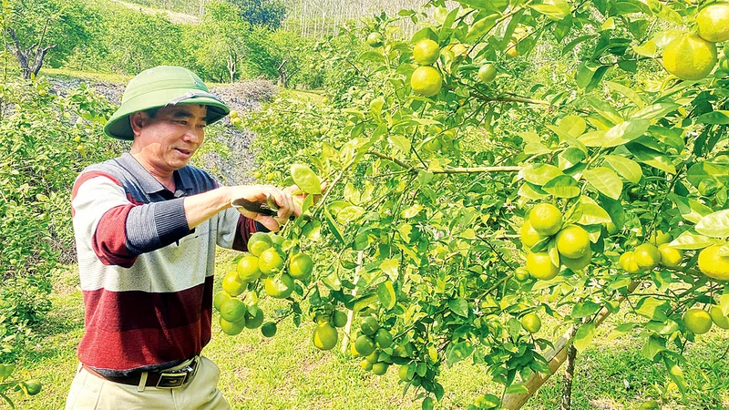 Anh Hoàng Văn Hiền kiểm tra sự sinh trưởng và phát triển của cây chanh.