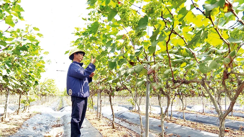 Mô hình trồng nho xanh tại xã Ðồng Du, huyện Bình Lục.