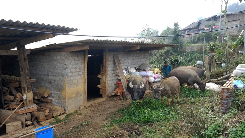 Ðàn trâu nhà ông Má A Páo (phường Hàm Rồng, thị xã Sa Pa) đã có nguồn thức ăn (được chủ động dự trữ từ trước) trong những ngày giá rét không thể chăn thả. (Ảnh THÀNH TÂM)