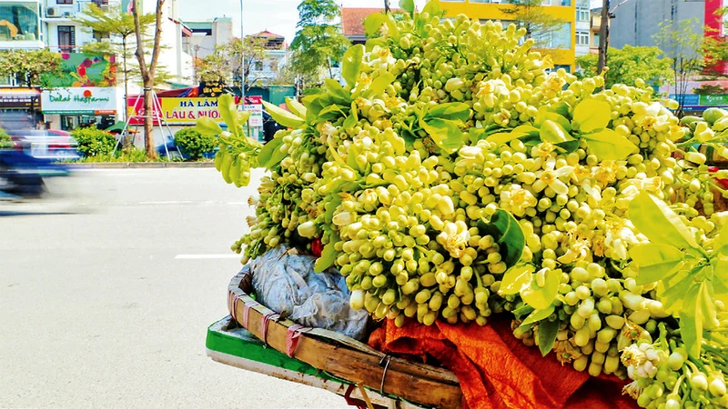 Hương hoa bưởi nồng nàn trên các con đường, góc phố Hà Nội mỗi độ xuân về. (Ảnh HOÀNG HIẾU)