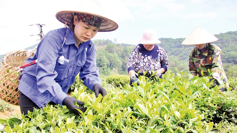 Người dân ở xã Lâm Ca, Ðình Lập (Lạng Sơn), đưa cây chè vào trồng, góp phần xóa đói, giảm nghèo.