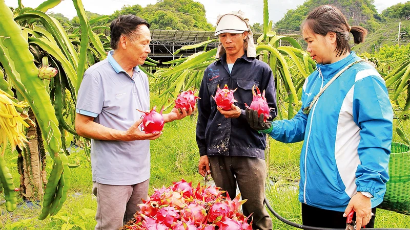 Sản phẩm thanh long của Sơn La đã xuất khẩu sang thị trường Nga, Ba Lan, Séc, Pháp, Hà Lan, Ấn Ðộ…