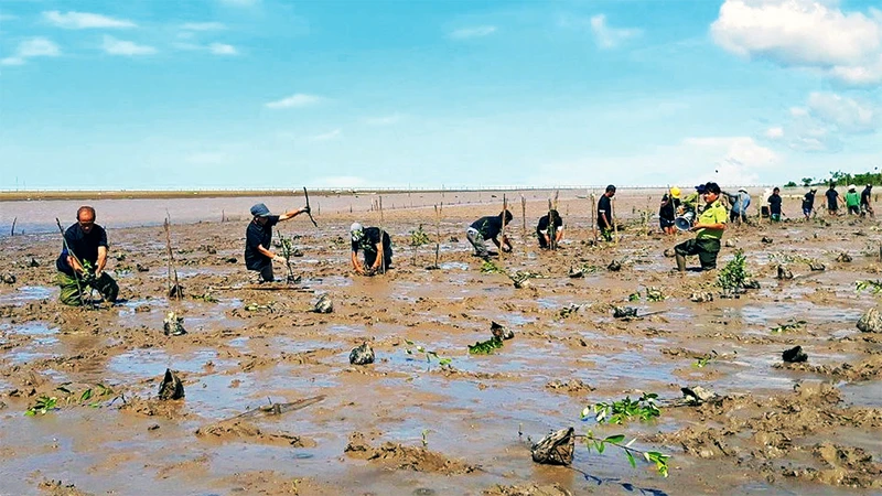 Có hơn 105 ha rừng ngập mặn được trồng và cải tạo mới tại Sóc Trăng.