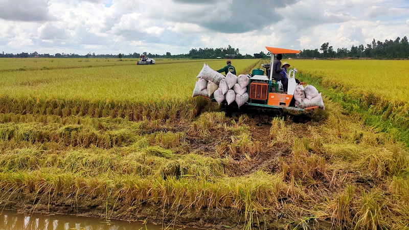 Thu hoạch lúa tại xã Trường Xuân, huyện Tháp Mười, tỉnh Ðồng Tháp. (Ảnh Hữu Nghĩa)