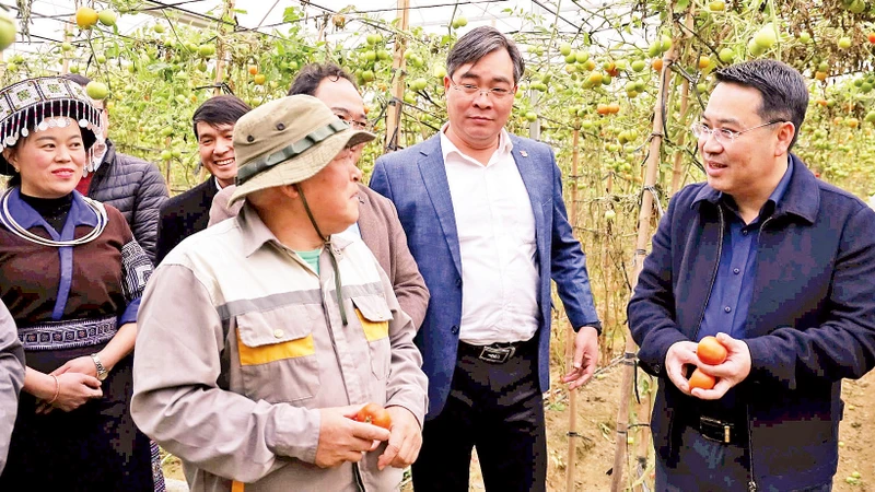 Lãnh đạo Ủy ban nhân dân tỉnh Yên Bái thăm mô hình sản xuất cà chua tại xã Nậm Khắt, huyện Mù Cang Chải.