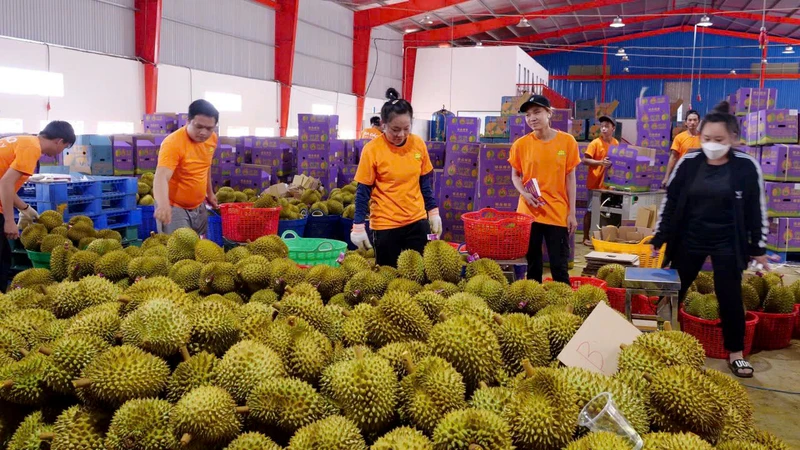 Thu mua sầu riêng phục vụ xuất khẩu tại thị xã Phước Long, tỉnh Bình Phước. (Ảnh Nhất Sơn)