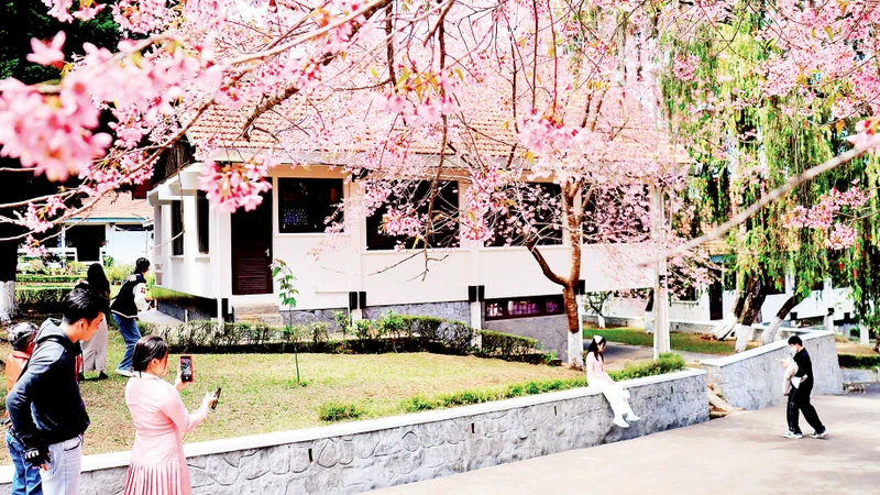 Không gian hoa mai anh đào quyến rũ.