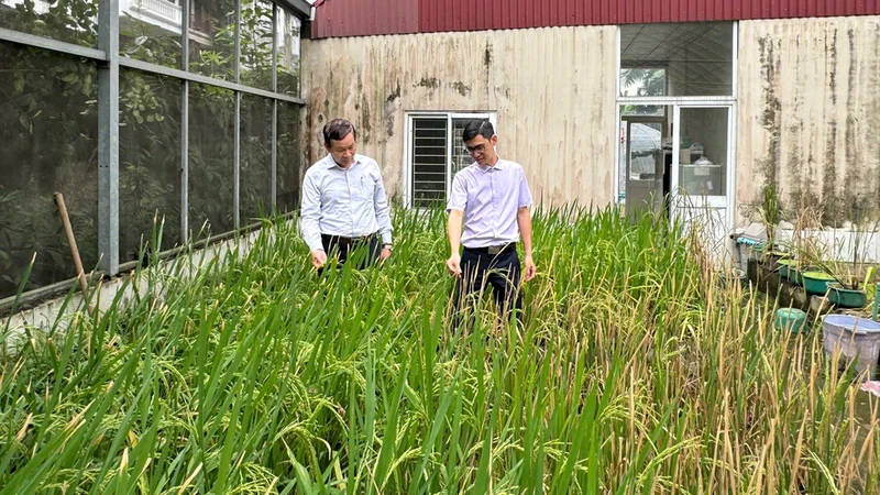 Khu thực nghiệm nghiên cứu giống lúa của Viện Di truyền nông nghiệp.