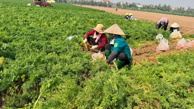 Thu hoạch cà-rốt muộn tại xã Cao Ðức, huyện Gia Bình, tỉnh Bắc Ninh.