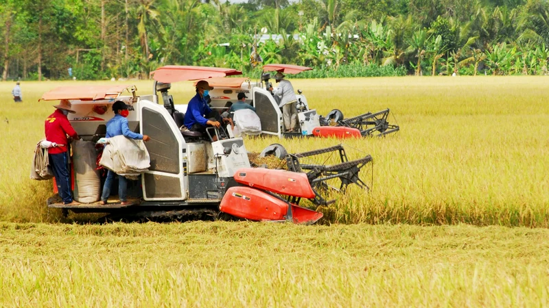 Thu hoạch lúa đông xuân 2024-2025 tại tỉnh Tiền Giang.