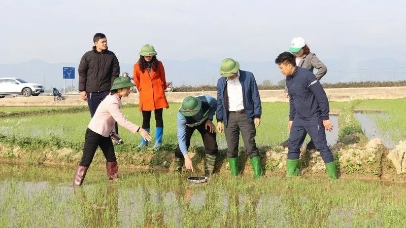 Lãnh đạo Sở Nông nghiệp và Môi trường tỉnh Ðiện Biên cùng nông dân huyện Ðiện Biên kiểm tra tiến độ sinh trưởng của cây lúa trồng theo mô hình thí điểm canh tác thông minh, giảm phát thải nhà kính.