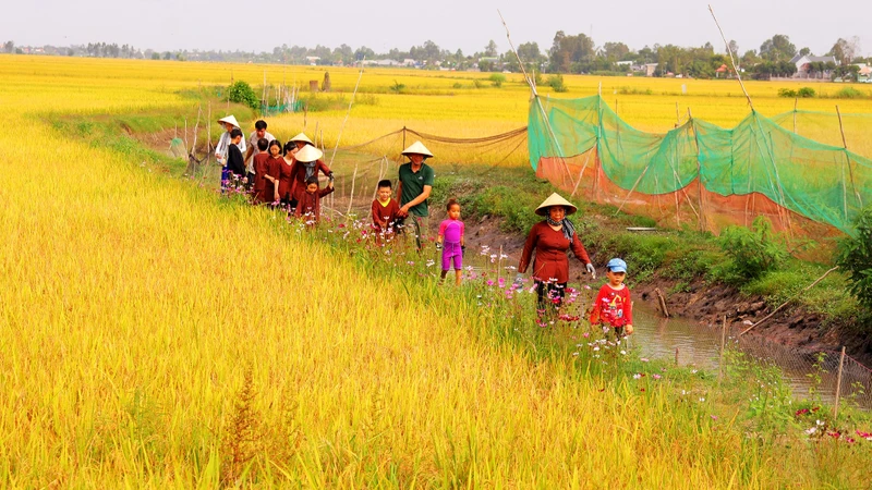 Du khách tham quan, trải nghiệm trên cánh đồng lúa tại Hợp tác xã Nông nghiệp sinh thái Quyết Tiến.