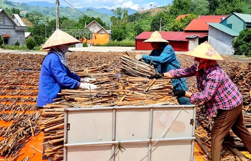 Chế biến quế phơi khô xuất khẩu