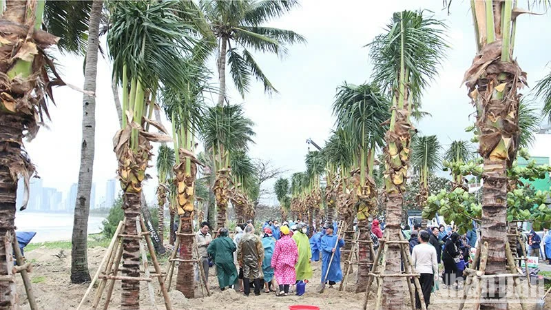175 cây dừa lớn đã được trồng ven biển.