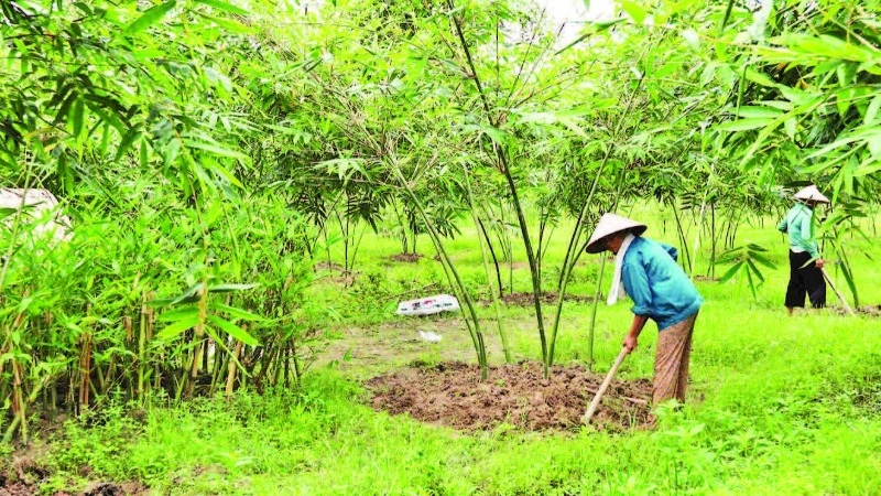 Hội viên chăm sóc cây măng lục trúc tại Hợp tác xã Măng lục trúc lâm sinh Ngọc Châu.