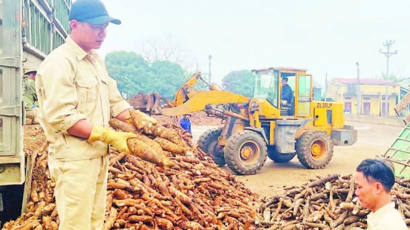 Công nhân Nhà máy sắn Văn Yên kiểm tra chất lượng củ trước khi chế biến.
