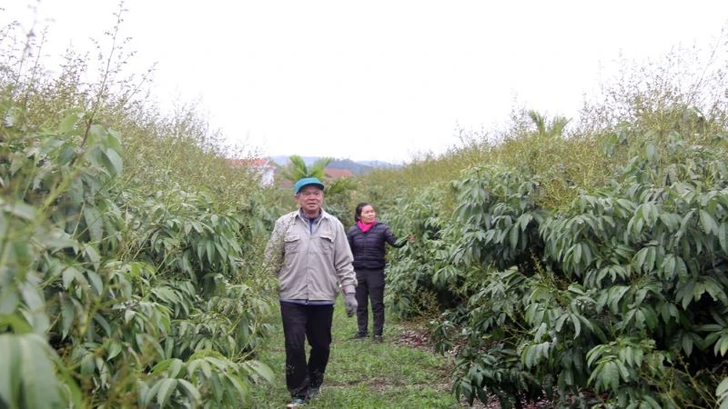 Người dân xã Phúc Hòa thăm vườn vải sớm.