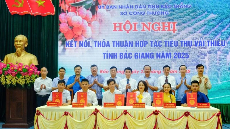 Signed cooperation in collaboration with Bac Giang lychee consumption 2025.