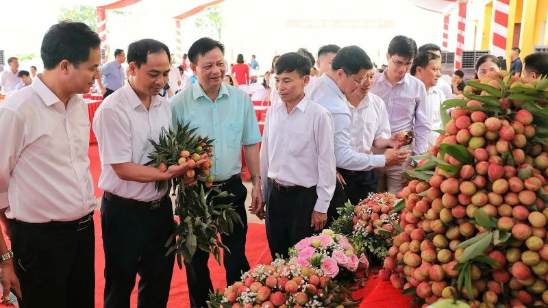 Các đại biểu tham quan gian trưng bày vải thiều sớm Tân Yên. 