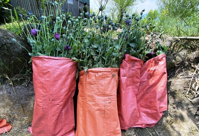 Cây thuốc phiện trồng trái phép bị Công an thị xã Sa Pa triệt phá, thu giữ để tiêu hủy. (Ảnh: TUẤN NGUYỄN)