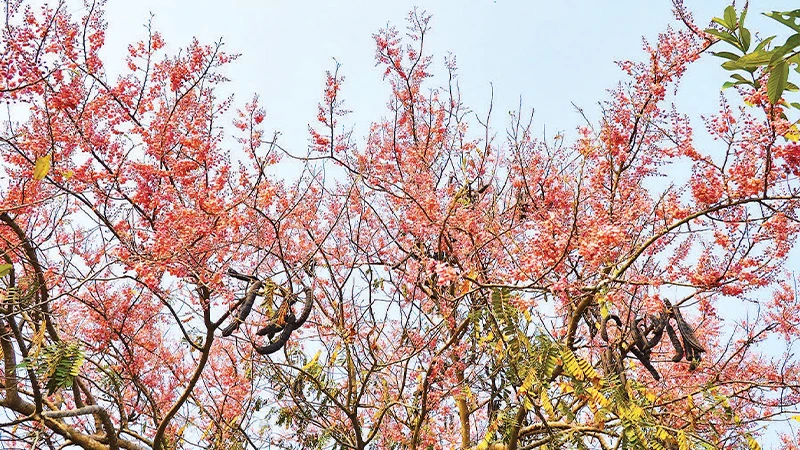 Bông ô môi khoe sắc một góc trời vùng biên giới của tỉnh Đồng Tháp.